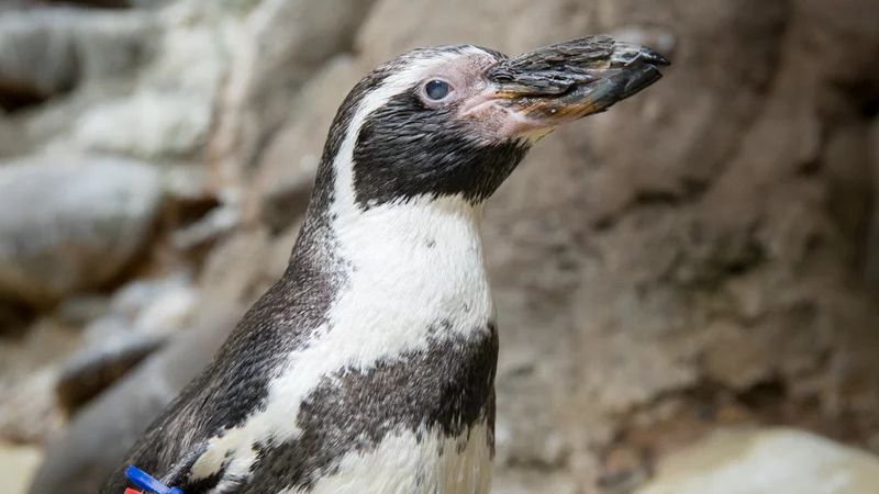 Uhynul jeden z nejstarších tučňáků na světě. Mochicovi bylo 31 let